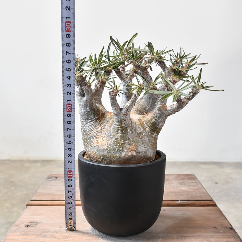 送料無料 発根済み 現地球 パキポディウム グラキリス 双頭 管理3年目 ③ パキポディウム グラキリス 2頭 現地球 発根済み 鉢付き - メルカリ