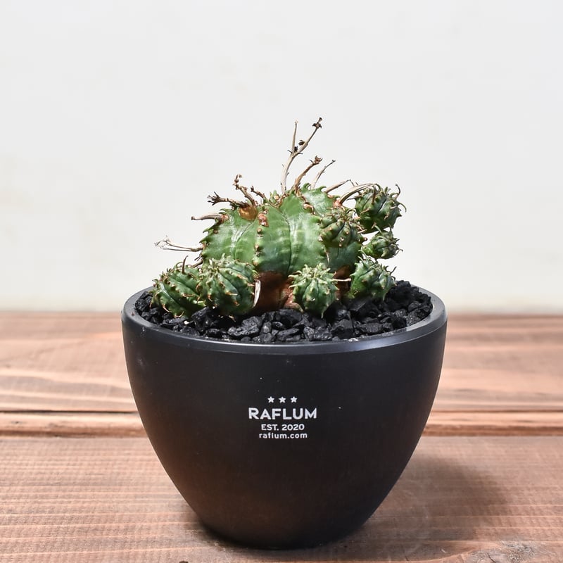 ユーフォルビア・バリダ  