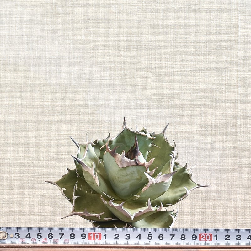 アガベ チタノタ フェニックス 