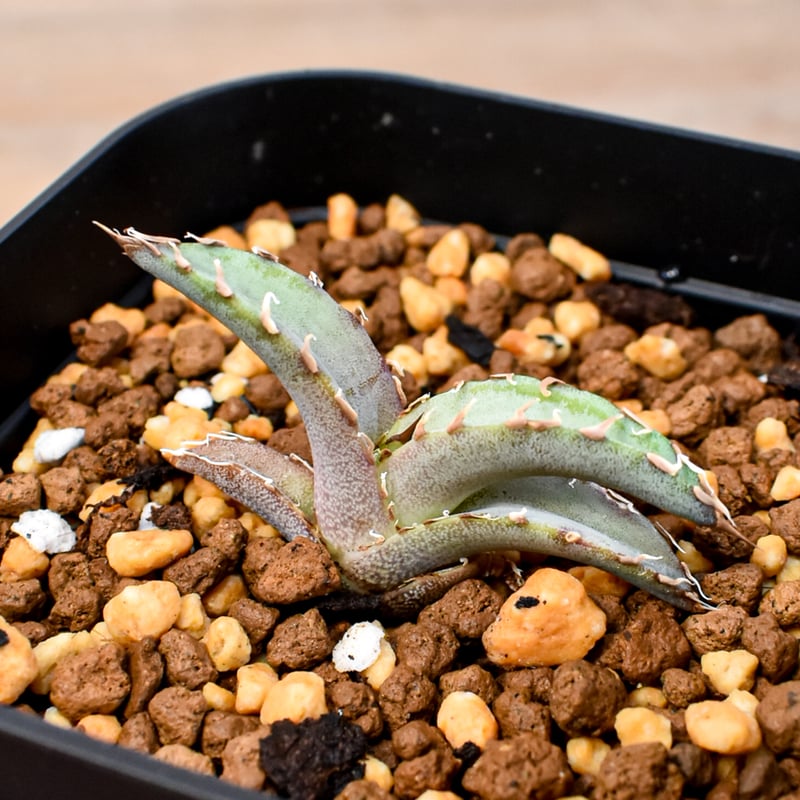 RAFLUM育成株 5個セット】アガベ Uriel oteroi seeding / ウリエ