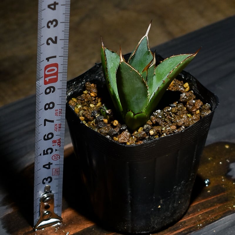 アガベ剣竜2頭ハビタットスタイル アガベ剣竜2頭ハビタットスタイル 2025年最新】剣竜 アガベの人気