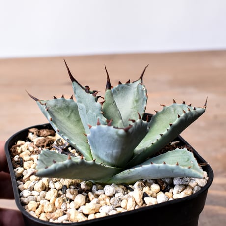 アガベ ハイブリット （パラサナ、イシスメンシス）× 曙光【台湾botanical_seeker産】C RF25011563