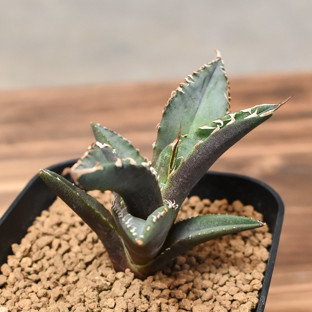 アガベ　チタノタ　台湾産　ホワイトファイヤー　子株 アガベ チタノタ 台湾産 ホワイトファイヤー 子株