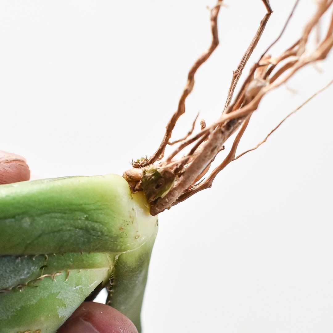 アガベ チタノタ 