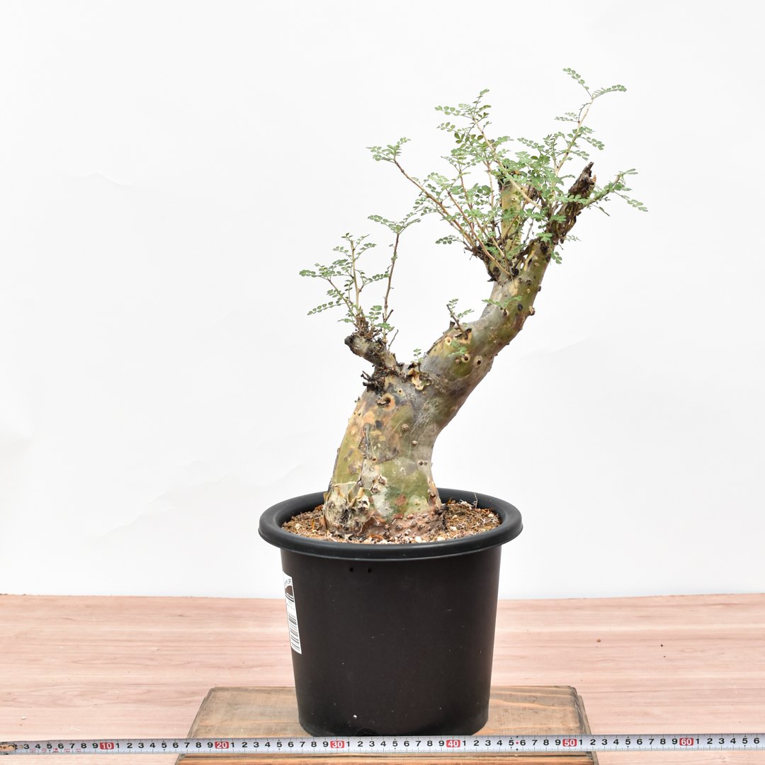 パキコルムスディスカラー　象の木 塊根植物・コーデックス