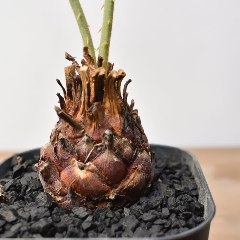 サイカス カイルンシアナ 【実生】RF25011360 | RAFLUM