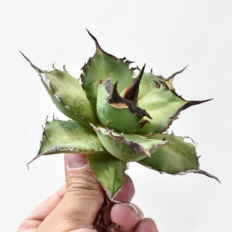 アガベ オテロイ DENNIS 043 狂闘牛 Yahoo!オークション - 【ever