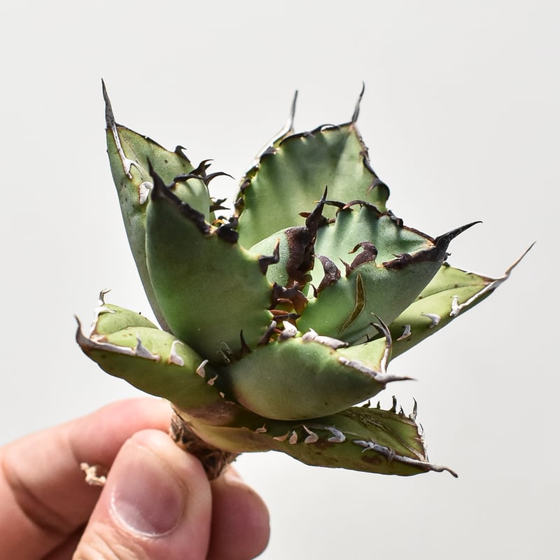 アガベ　チタノタ　ブラックドラゴン　/ 虎鯨 抜き苗発送 アガベ チタノタ 虎鯨 