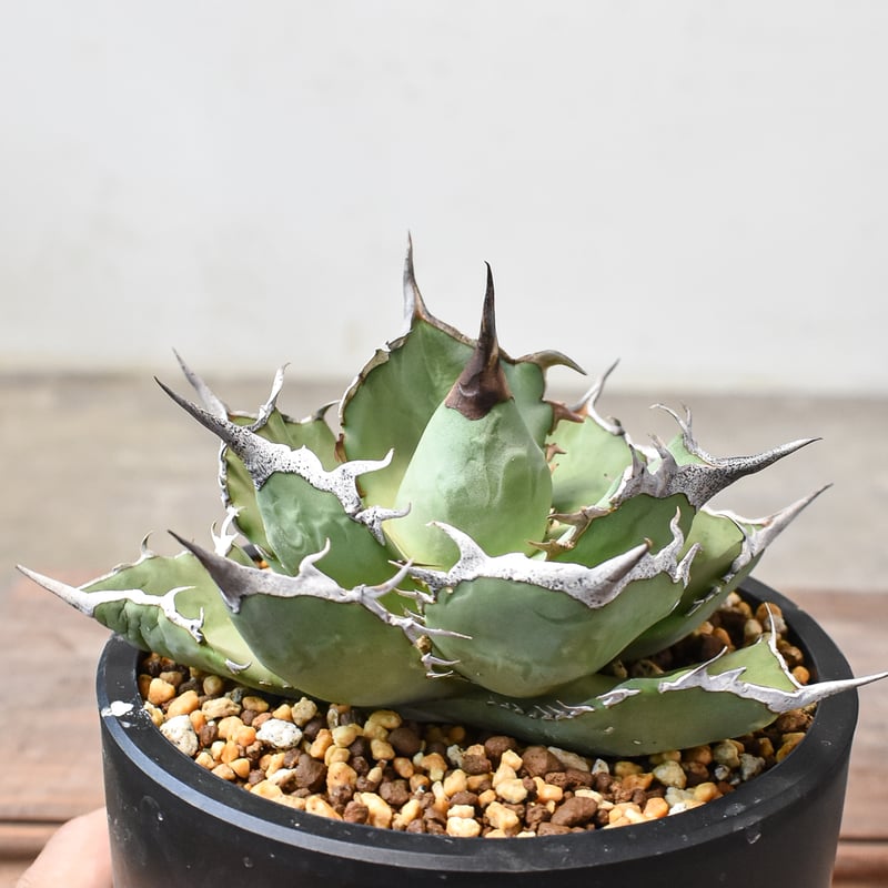 アガベ　チタノタ　巨獣　子株付き アガベ チタノタ 巨獣 【台湾 dragon agave産/発根済み/中株】DG2401190