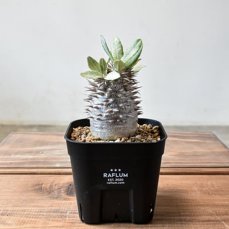 CATEGORY 恵比寿大黒 | RAFLUM / ラフラム｜東京、大阪の塊根