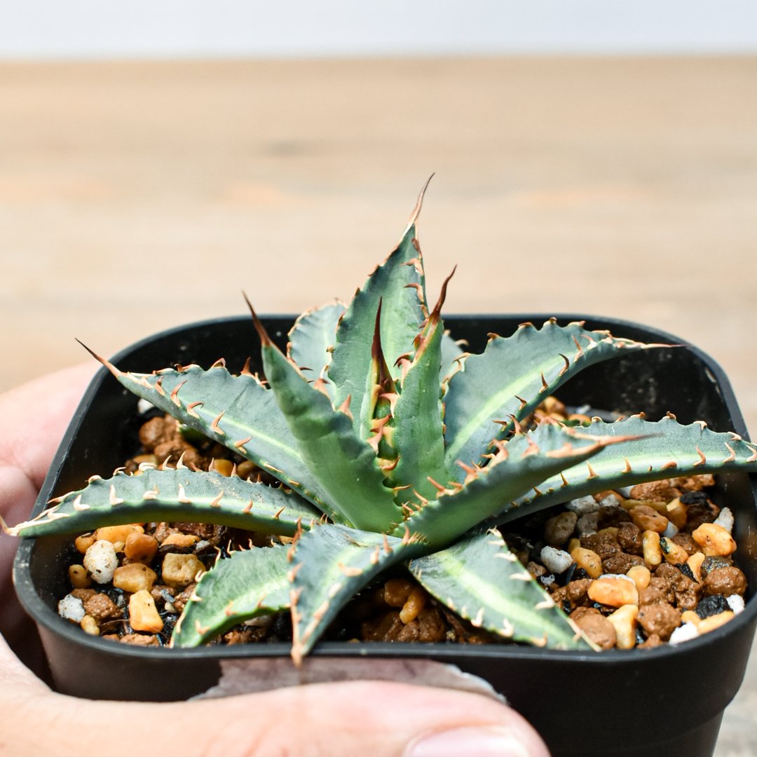 アガベ ハイブリッド BB×エボリスピナ 青葉 親株販売 アガベ hybrid