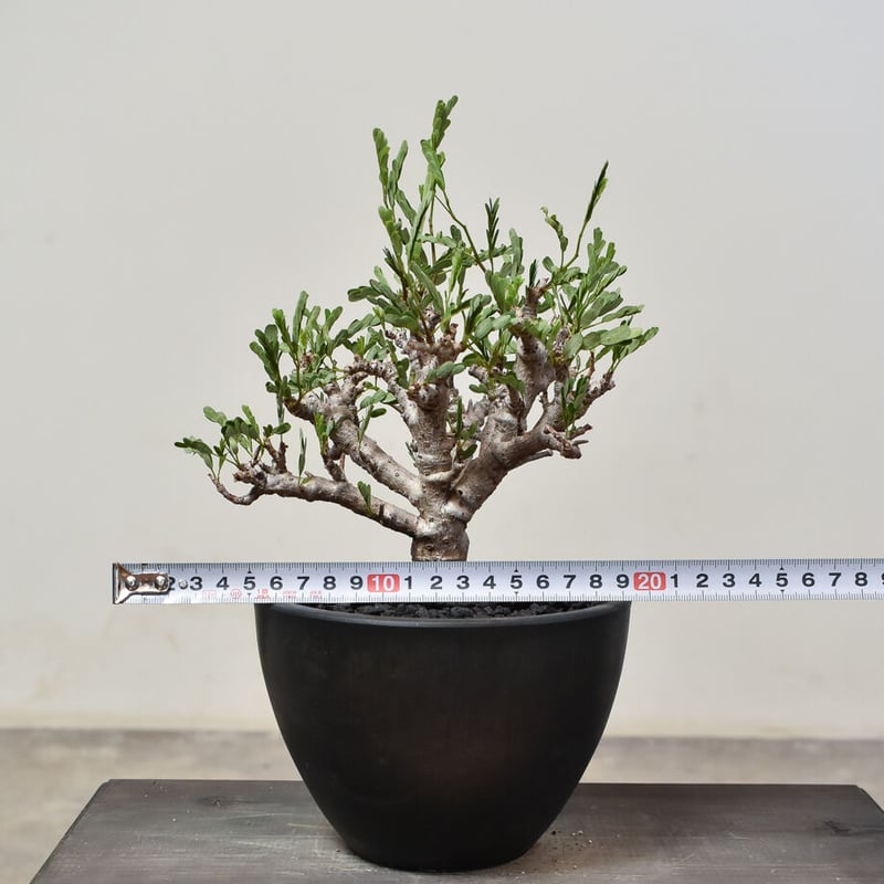 センナメリディオナリス　現地球　発根済み　※定着二年目株　目覚め センナメリディオナリス 現地球 発根済み ※定着二年目株 目覚め 【公式