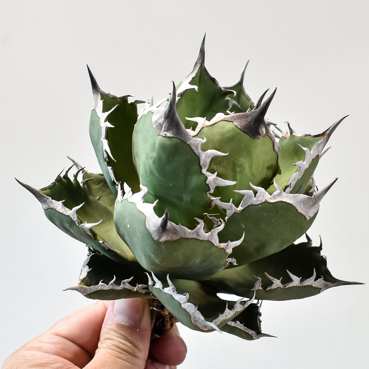 アガベ チタノタ シャークソード アガベ チタノタ シャークソード 