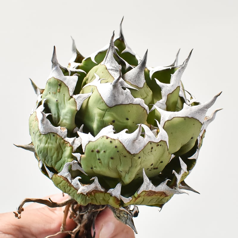 アガベ　Berlin 姫嚴龍 アガベ チタノタ 姫厳竜 5号 【Berlin AGAVE】 | Green Shop MIT