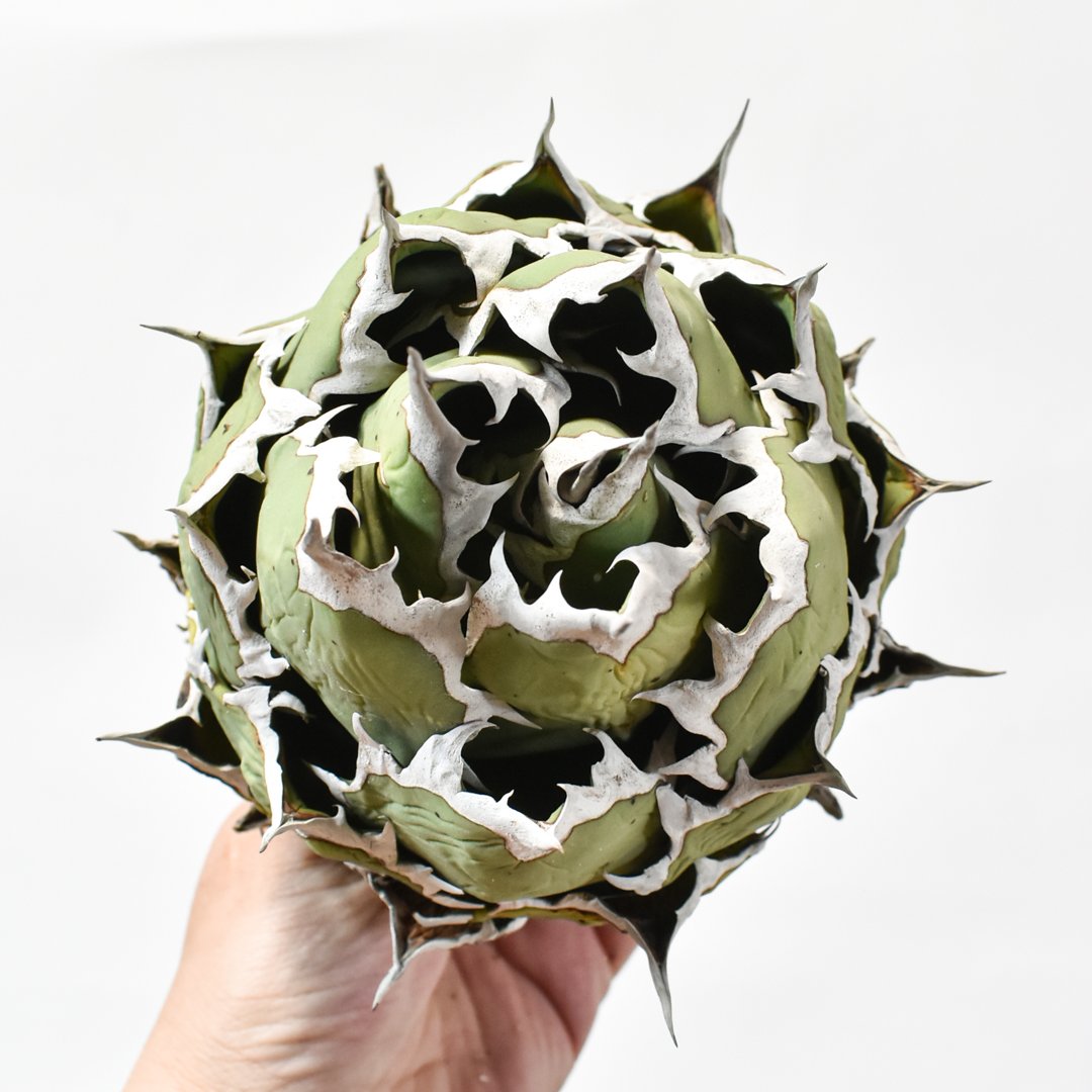 アガベ チタノタ ドワーフ / 