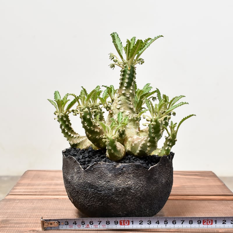 N98146ドルステニア ラブラニー オス/メス 2株セット ドルステニア ラブラニー 大株 貴重 （Dorstenia lavrani