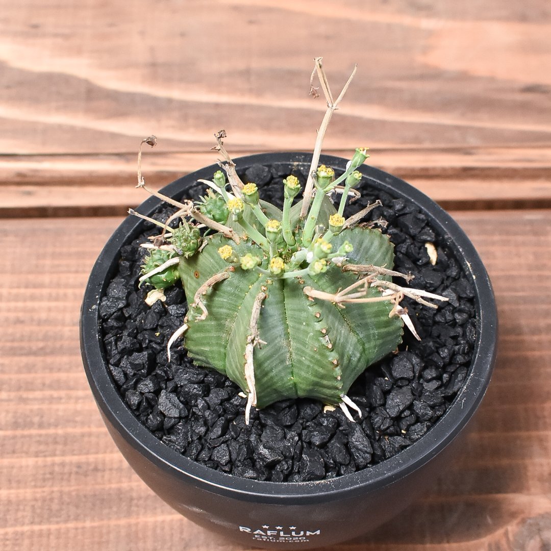 発根済】Euphorbia_wildii/ユーフォルビア ウィルディ④