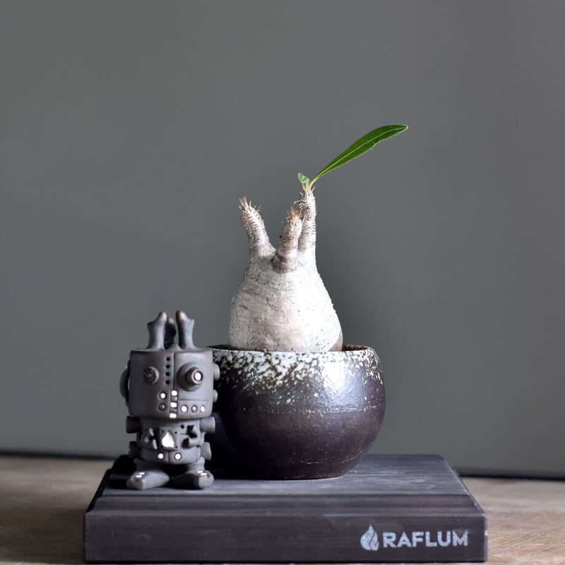 グラキリス　現地球　コレクション株　発根済み ボール状　高さ約20cm グラキリス 現地球 コレクション株 発根済み ボール状 高さ約