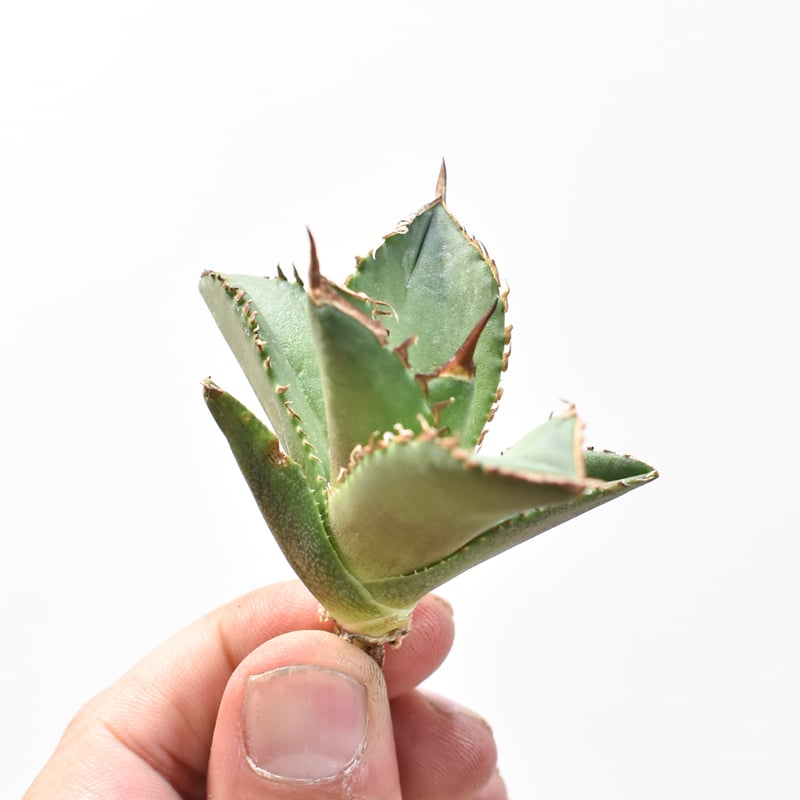 アガベ チタノタ DENNIS040 