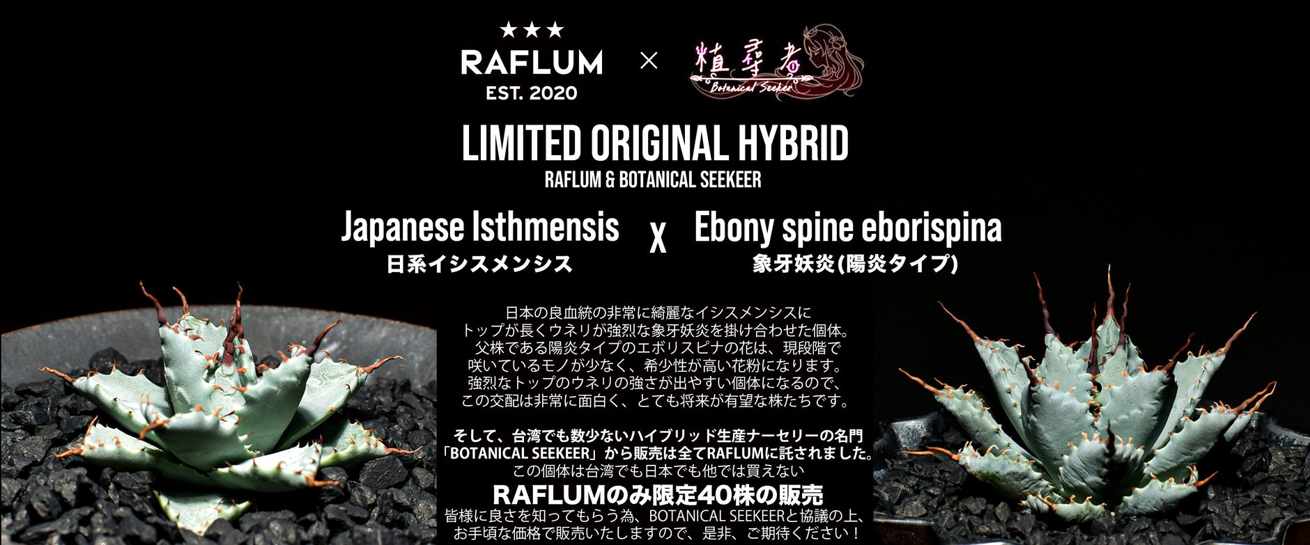 RAFLUM / ラフラム｜東京、大阪の塊根植物（コーデックス