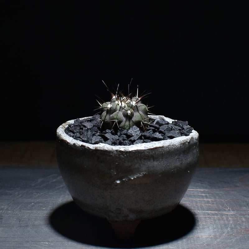 ち*ら様 黒王丸　コピアポア　シネレア Copiapoa cinerea ‐ コピアポア・シネレア 黒王丸 – VALIANT