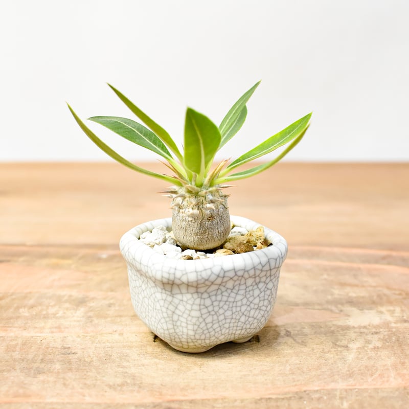 GP パキポディウム マカイエンセ タイ実生① GP パキポディウム マカイエンセ タイ実生① 塊根植物・コーデックス