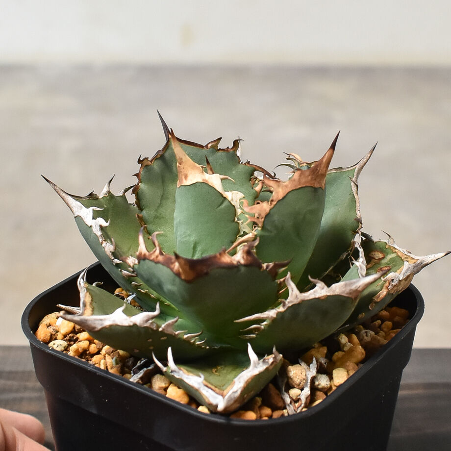 アガベ チタノタ 