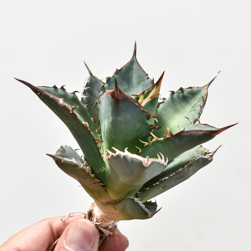 アガベ チタノタ ブラックファイヤー 