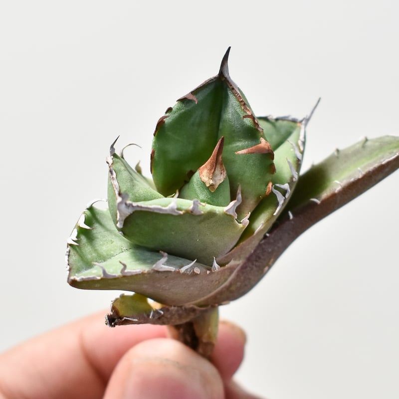 SALE‼️アガベ チタノタ 白犀牛 ‼️14800-2000 夏セールアガベ チタノタ 白犀牛 ‼️14800-2000