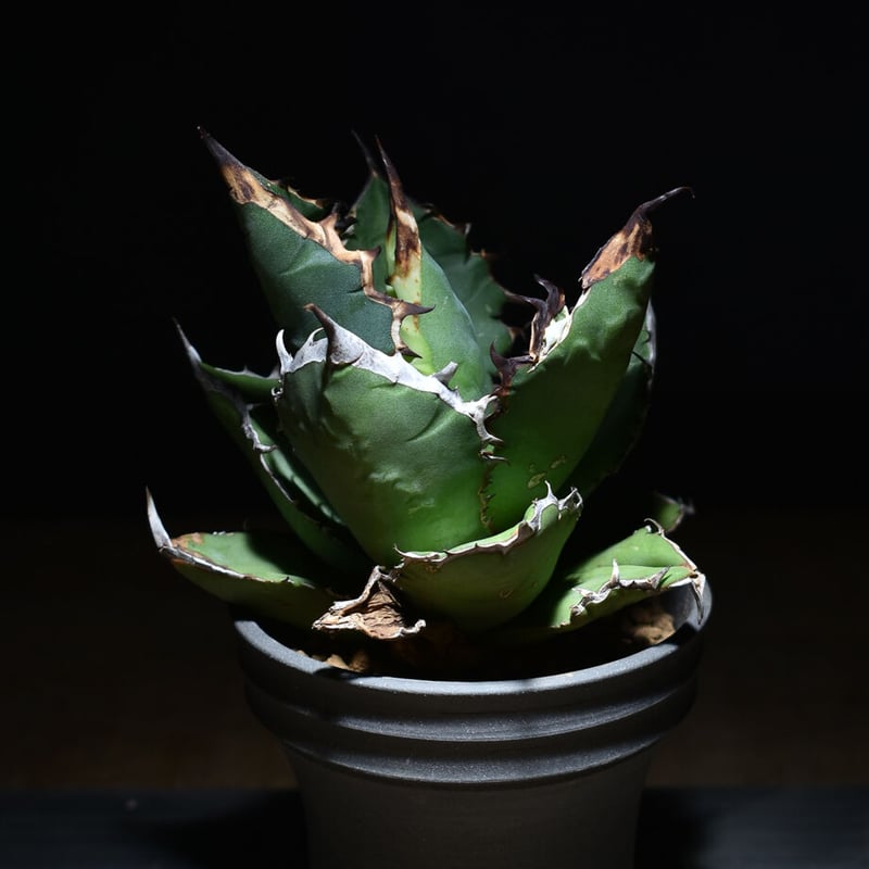 アガベ チタノタ ブラックファイヤー 