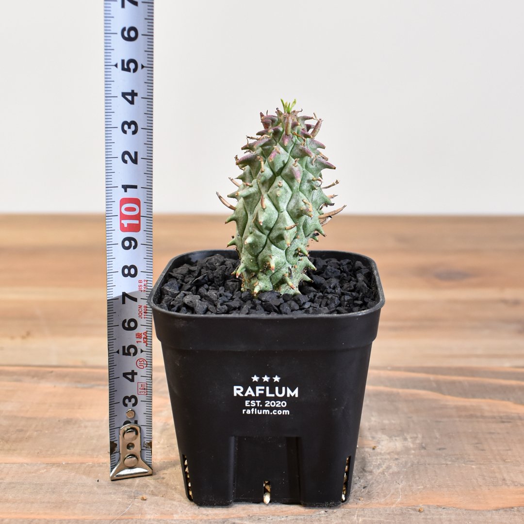 ユーフォルビア スコエンランディL size 闘牛角【実生苗】 fit=scale-down,w=1200