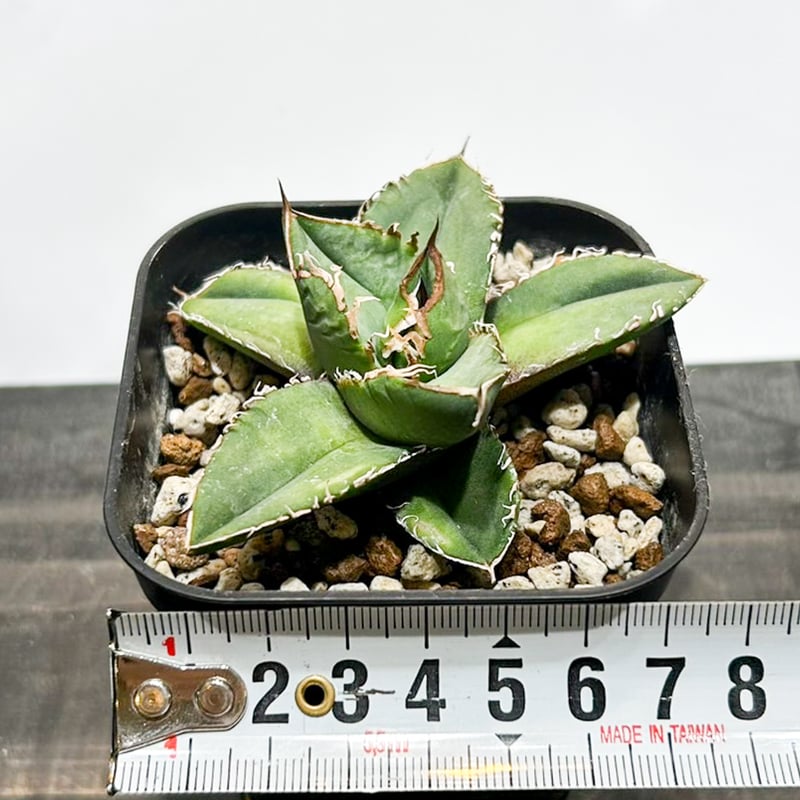 アガベ チタノタ 流星 titanota agave アガベ チタノタ 