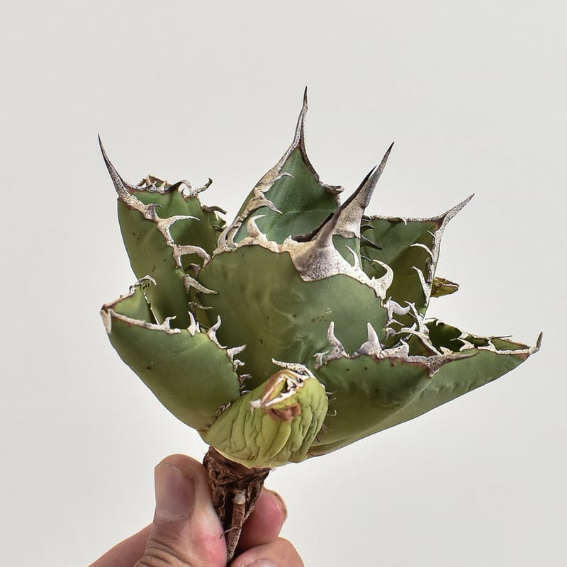 アガベ チタノタ 小島白刺 【台湾 dragon agave産/抜き苗/中株  