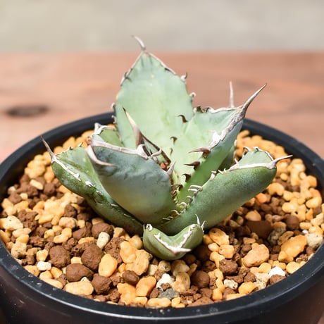 アガベ チタノタ  フェニックス "鳳凰"【発根済み/子株】C RF240004