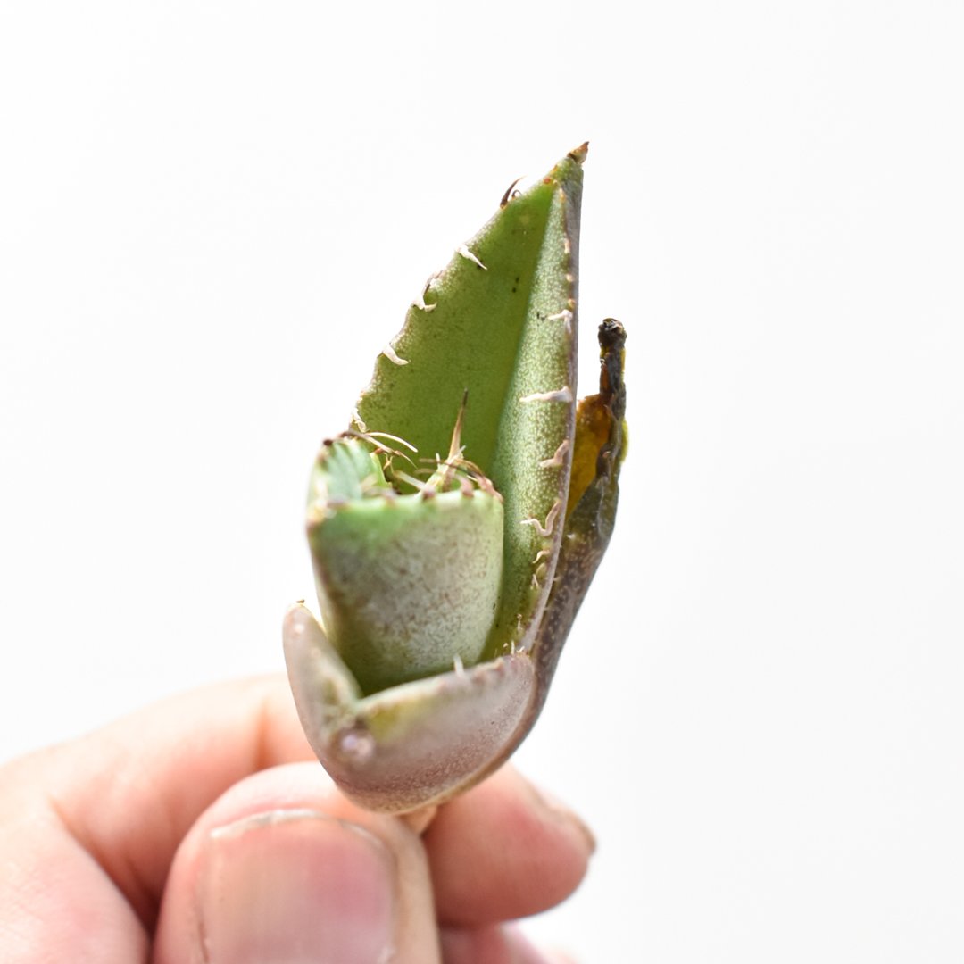 アガベ チタノタ 