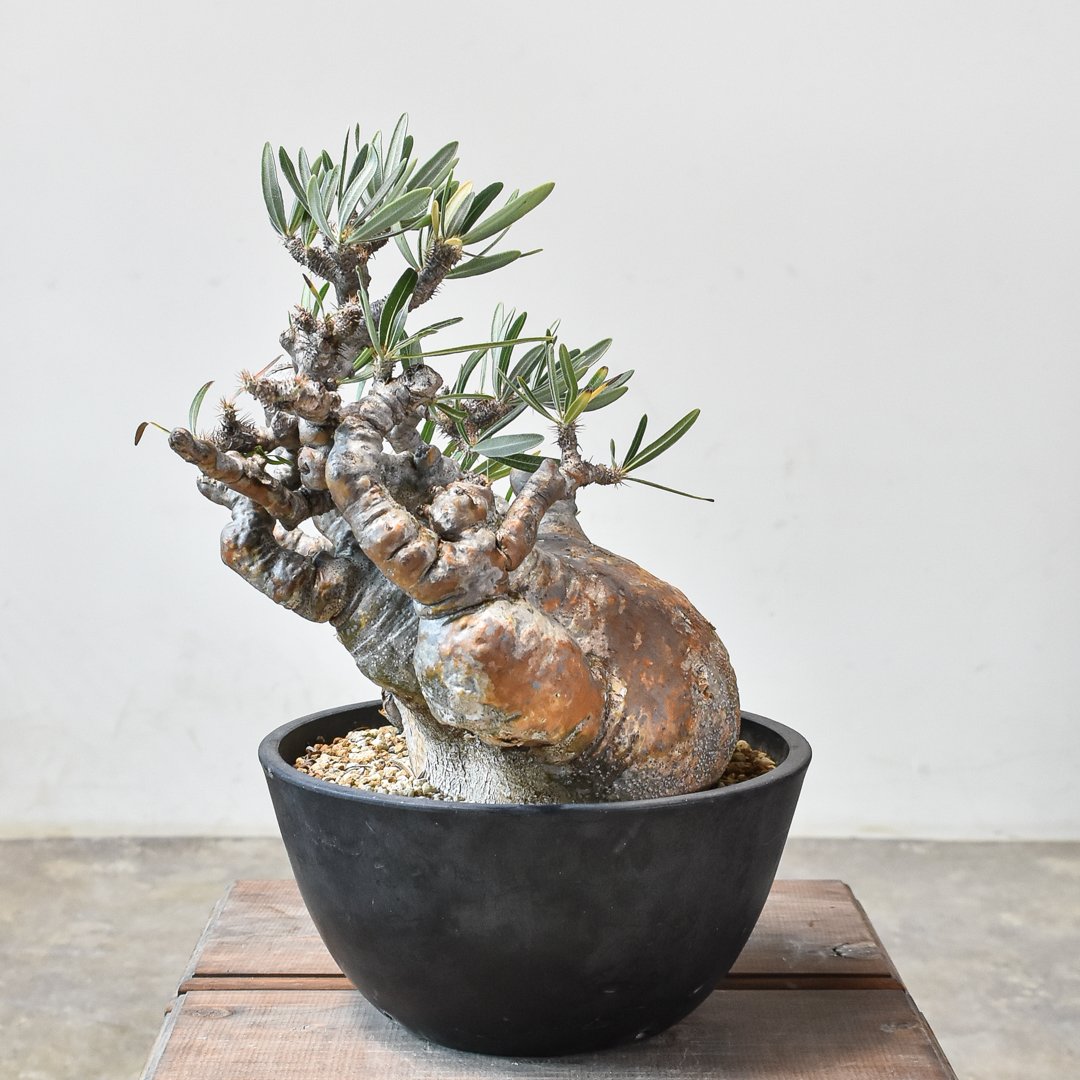 ザ*）様 パキポディウム グラキリス 発根済pachypodhium Graci パキポディウム グラキリス 多頭 Pachypodium gracilius 発根済