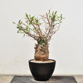 11月29日(水) 20:00 】360°A面クラスの代表DECOコレクション株を一挙大