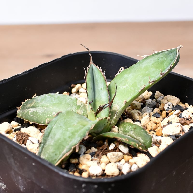 アガベ チタノタ 