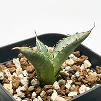 RAFLUMコレクション】コミフォラ エイル 【現地球/発根済み】A