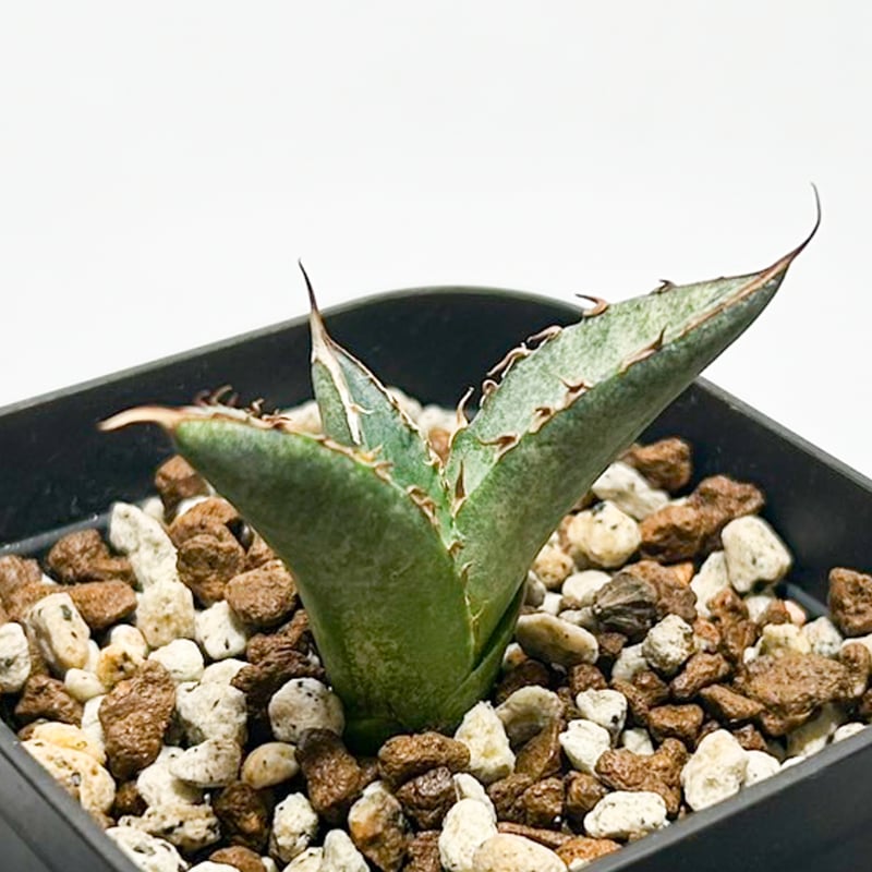 アガベ チタノタ 