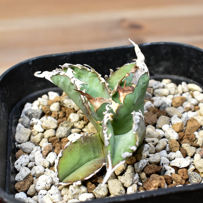 アガベ チタノタ ゴジラ 