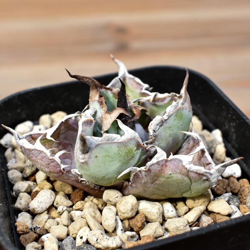 アガベ ブラック&ブルー　BB 超大株　美株　 特別価格　早い者勝ち アガベ ブラック&ブルー BB 大株