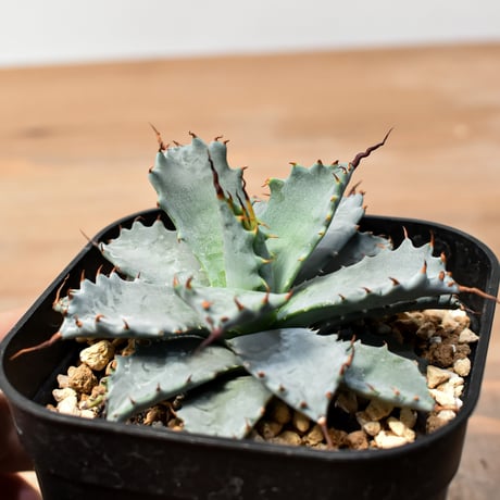 アガベ ハイブリット 日系イシスメンシス×象牙妖炎（陽炎エボリ）【台湾botanical_seeker産】RF25011398