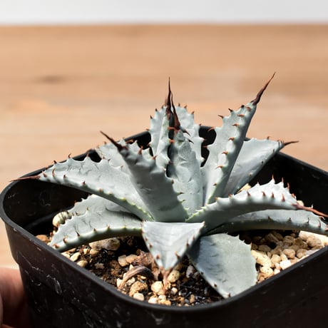 アガベ ハイブリット 日系イシスメンシス×象牙妖炎（陽炎エボリ）【台湾botanical_seeker産】RF25011403