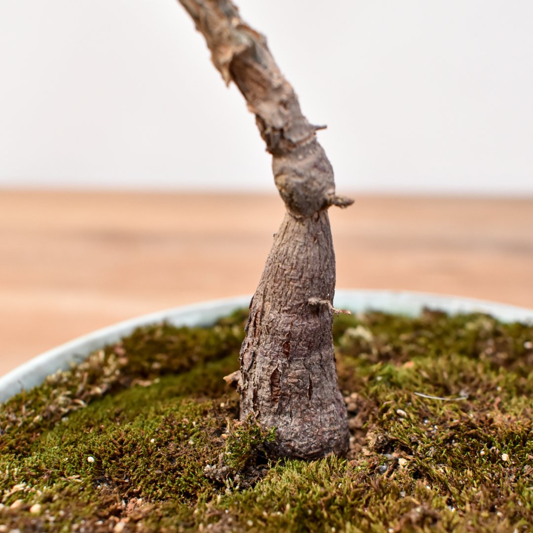 TKさんのパキプス WACK” ON YOUR SIDE】オペルクリカリア