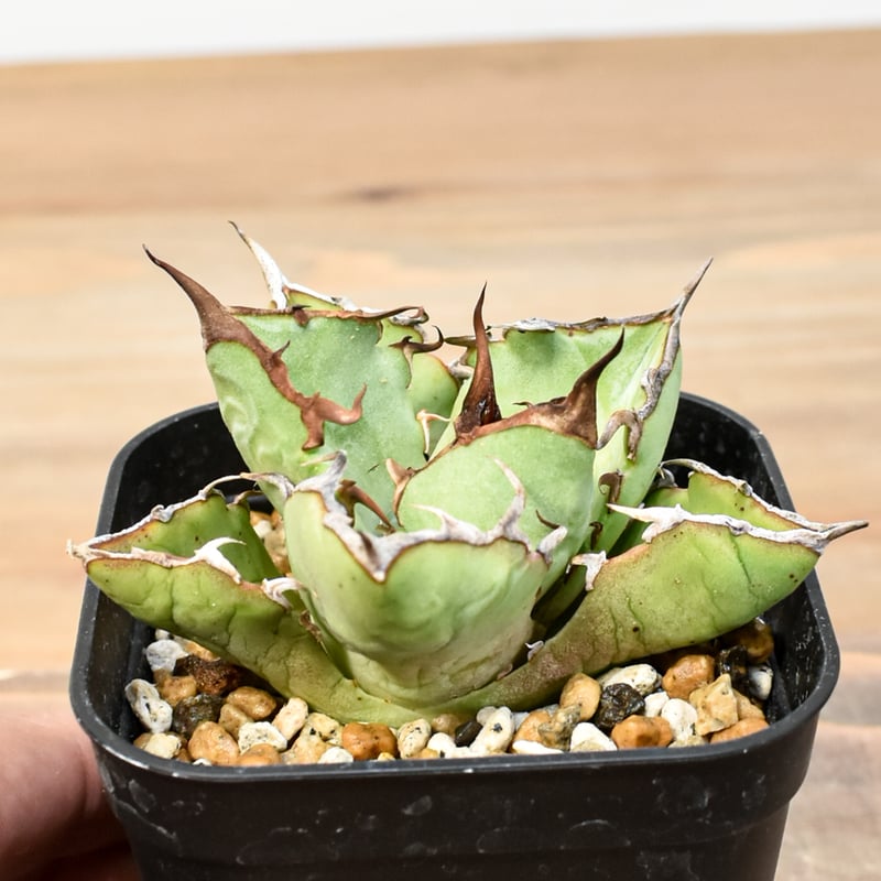 アガベ チタノタ 