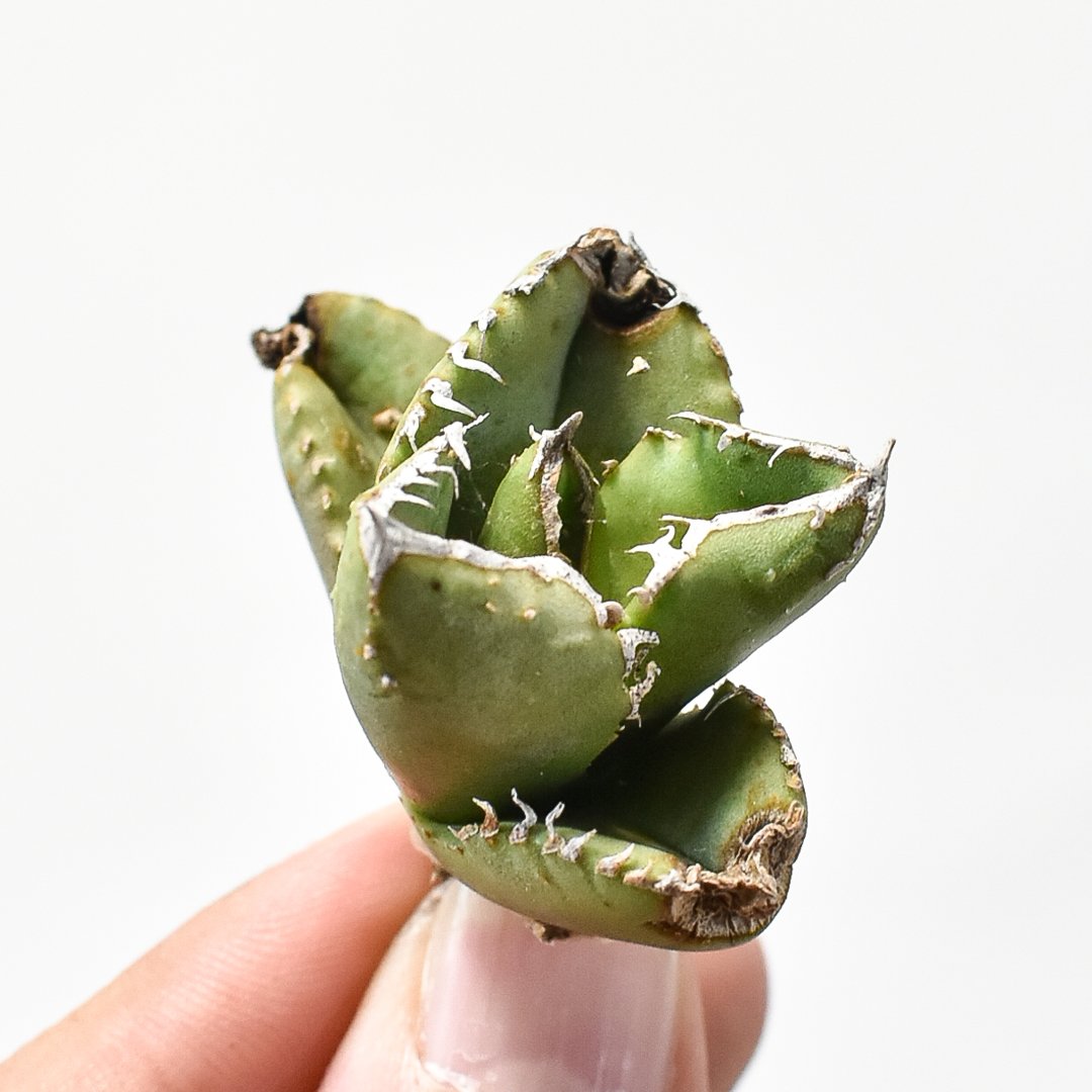 アガベ　チタノタ　麻花　子株　検（鰐亀　星空　麻花龍　オアハカ　ivory アガベ チタノタ 麻花 子株 検（鰐亀 星空 麻花龍 オアハカ ivory