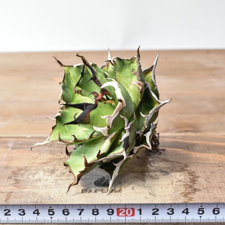 アガベ チタノタ "精品ハデス" / 精品黒帝斯、精品恐竜牙歯 【台湾 dragon agave産/中株/抜き苗】A76