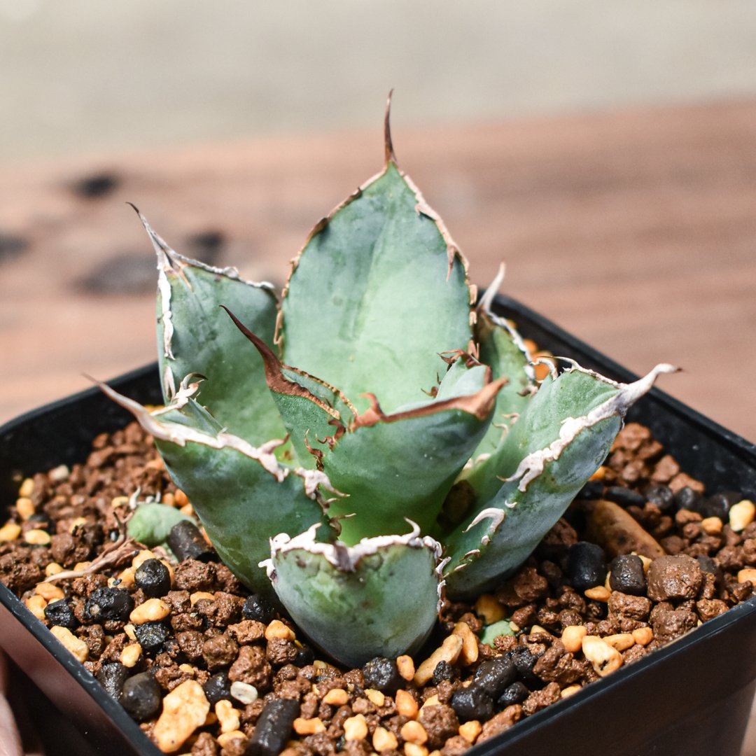 アガベ　チタノタ　イタリア株　子株 アガベ チタノタ 