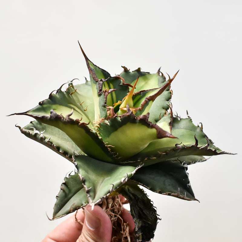 アガベ チタノタ ソーラーエクリプス 